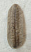 In Stone Fossils 