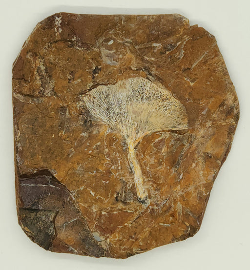 In Stone Fossils 