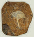 In Stone Fossils 