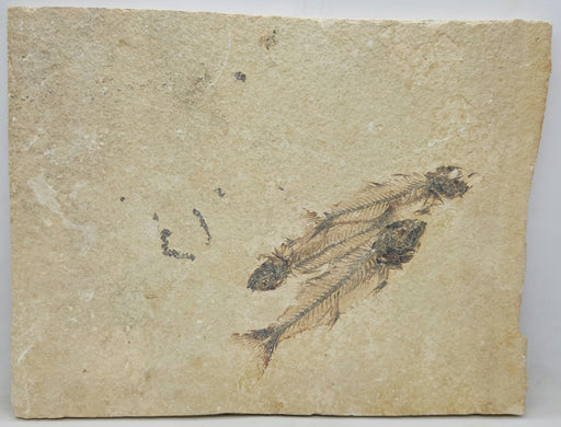 In Stone Fossils 