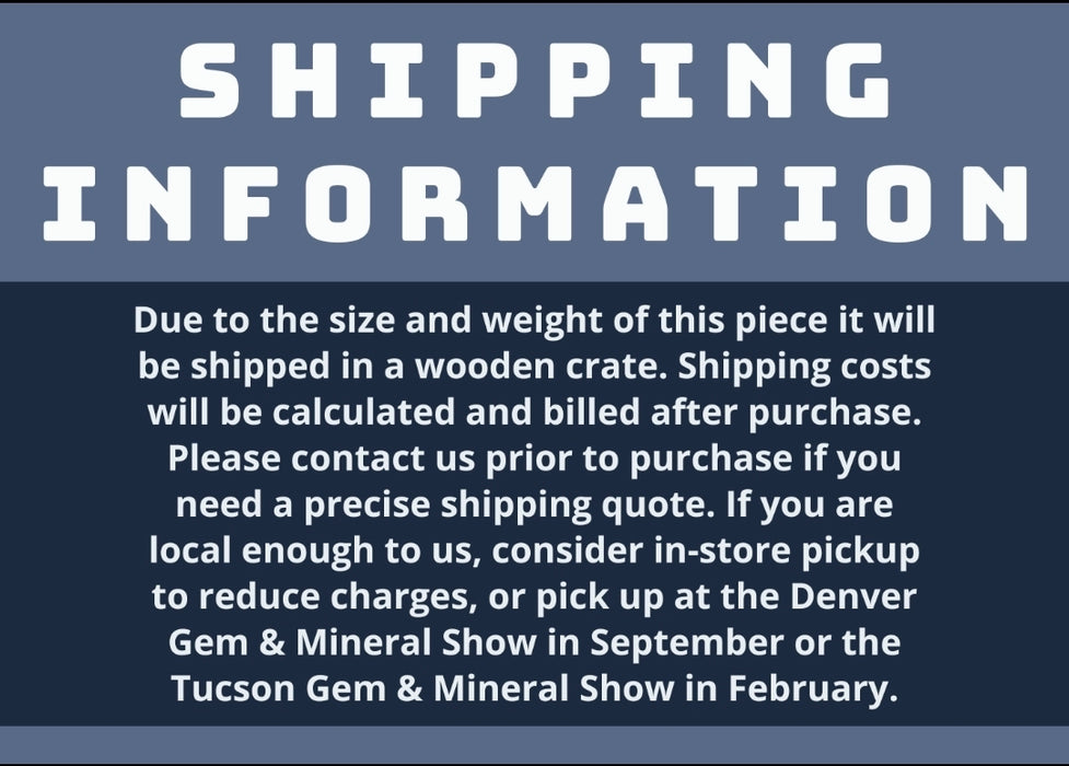 Sabalites powelli Fossil Palm Leaf | Green River Formation | Wyoming