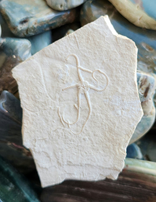 In Stone Fossils 