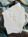 In Stone Fossils 