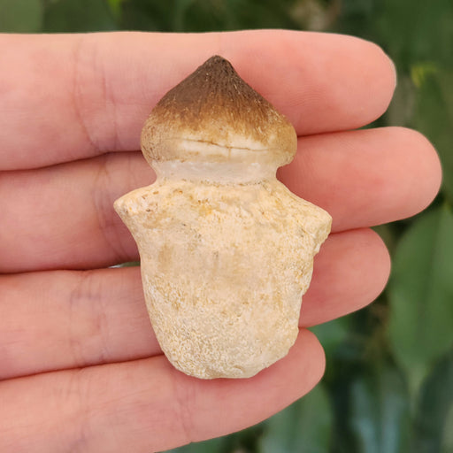 In Stone Fossils 