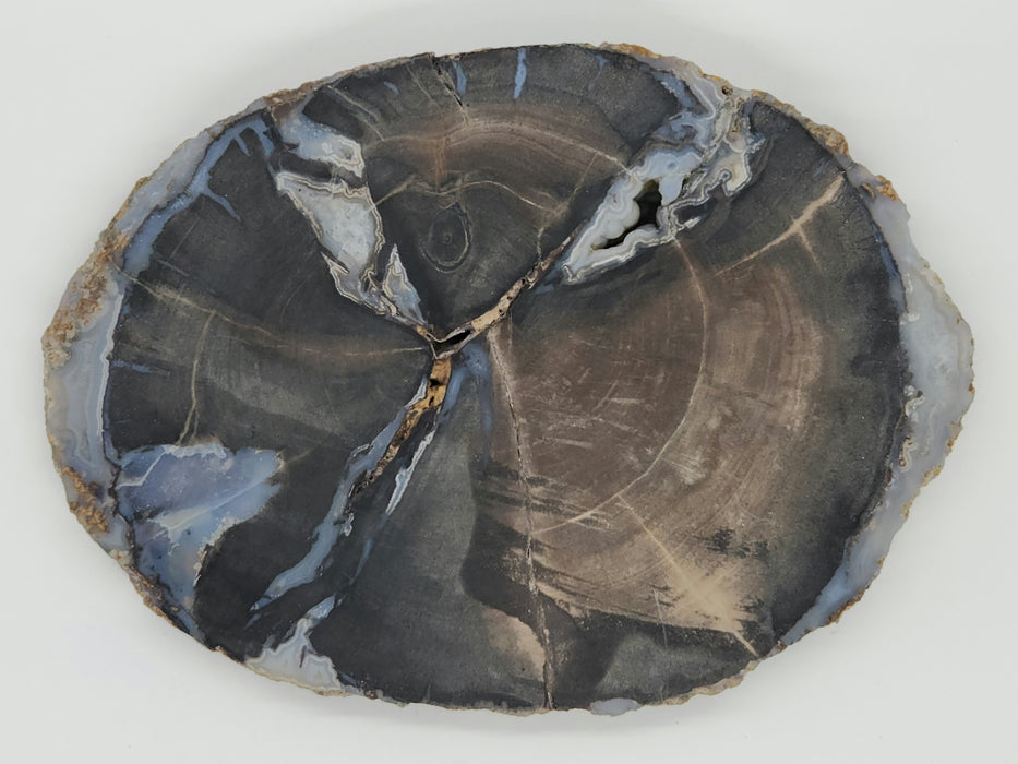 Blue Forest Unpolished Petrified Hardwood Slab | Eden Valley | Wyoming