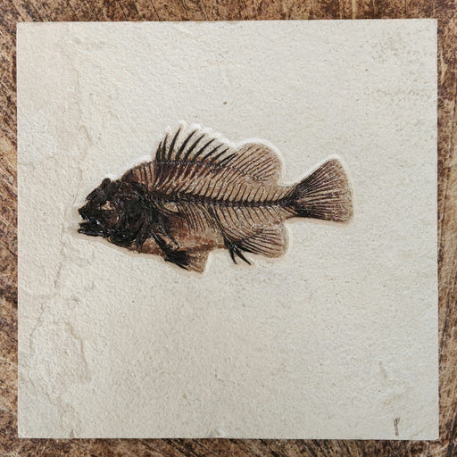 In Stone Fossils 