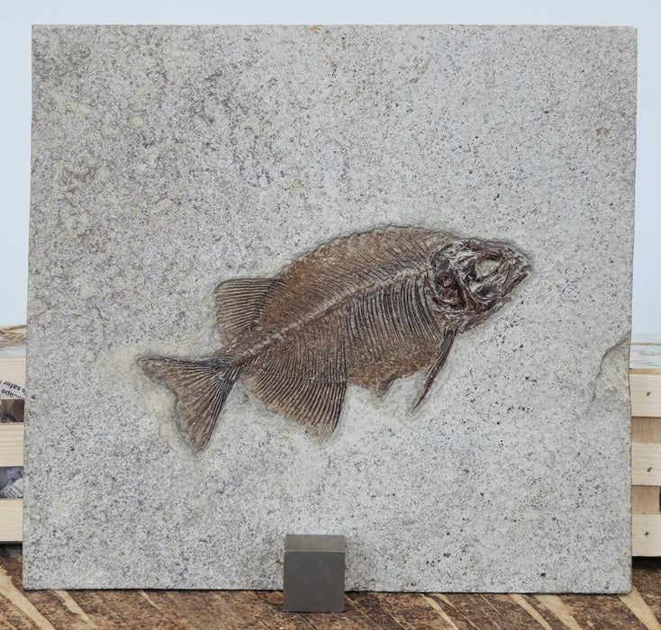 Phareodus testis | Green River Formation | Wyoming