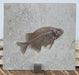 In Stone Fossils 