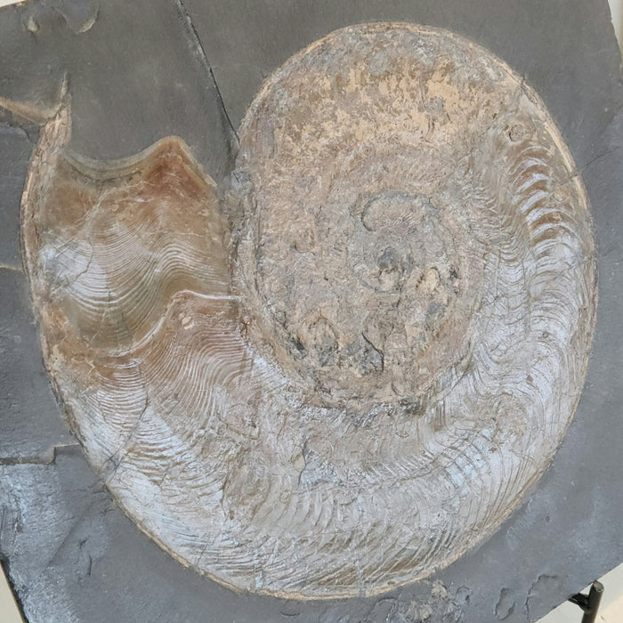 Harpoceras Ammonite | Germany