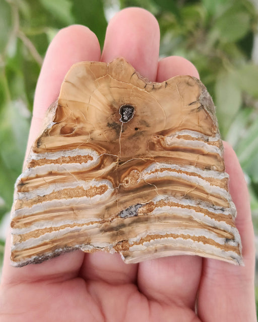 In Stone Fossils 