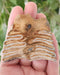 In Stone Fossils 