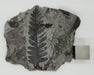 In Stone Fossils 