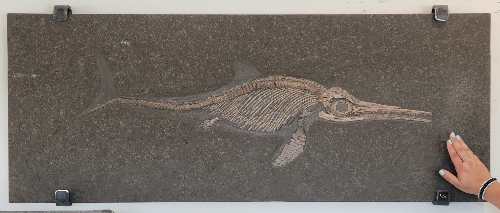 Ichthyosaur Fossil | Stenopterygius quadriscissus | Germany