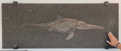 In Stone Fossils 