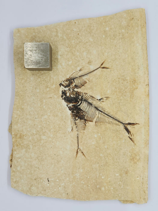 Two 2.5" & 3.75" Diplomystus dentatus | Green River Formation | Wyoming