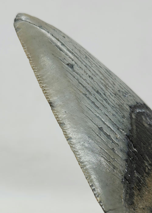 3.5" Megalodon Tooth | Hawthorn Formation