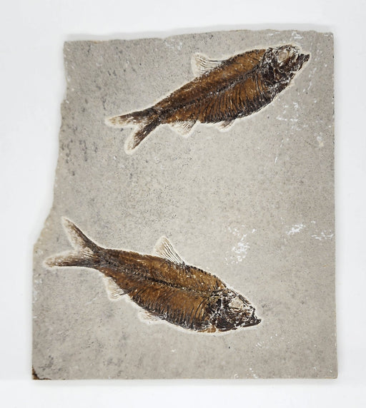 In Stone Fossils 