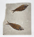In Stone Fossils 