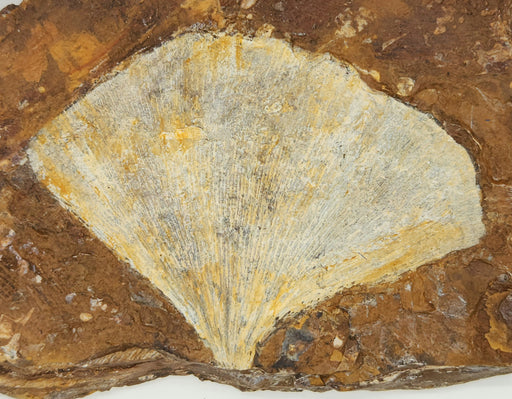 In Stone Fossils 