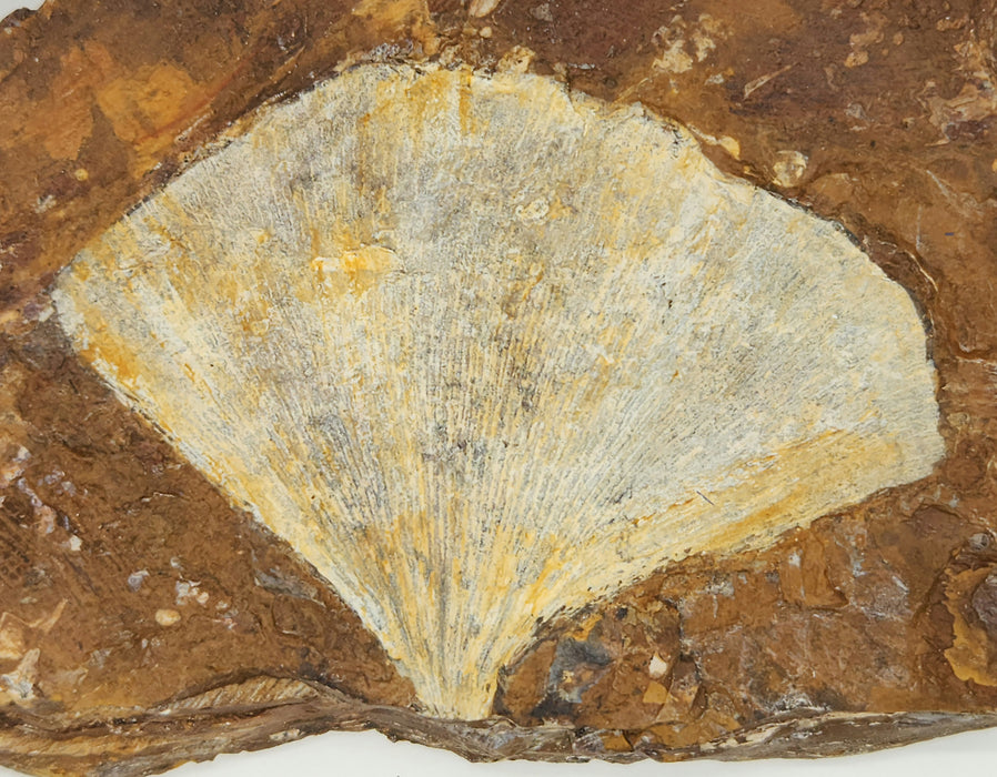 Fossil Ginkgo leaf | Ginkgo cranei | North Dakota