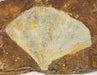 In Stone Fossils 