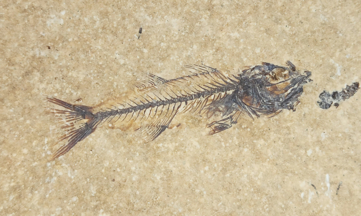 2.75" Mioplosus labracoides | 100% Natural | Green River Formation
