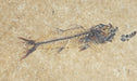 In Stone Fossils 