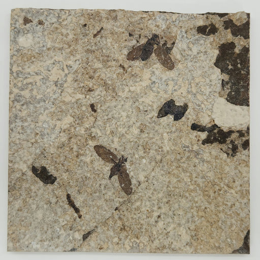 In Stone Fossils 