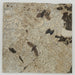 In Stone Fossils 