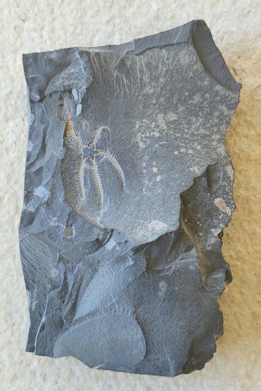 In Stone Fossils 