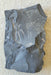 In Stone Fossils 