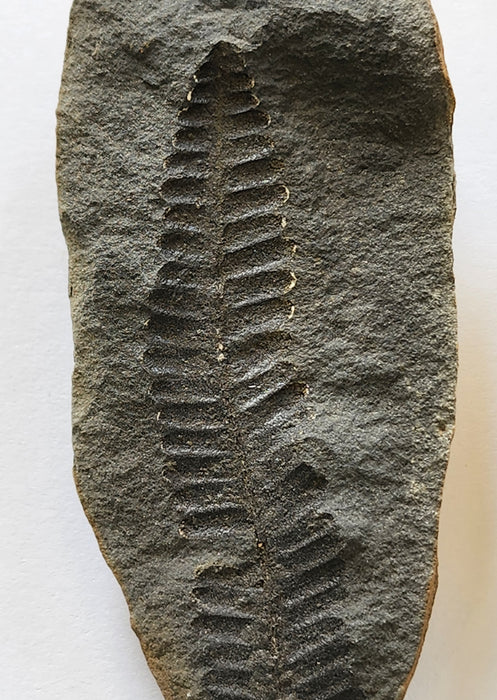 Fossil Fern | Diplazites unita | Pennsylvania