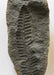 In Stone Fossils 