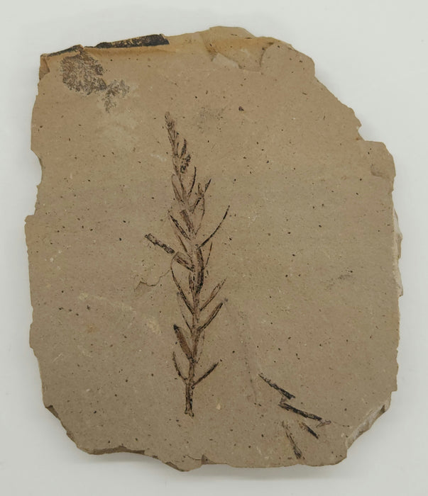 Metasequoia (Dawn Redwood) | Montana