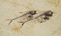 In Stone Fossils 