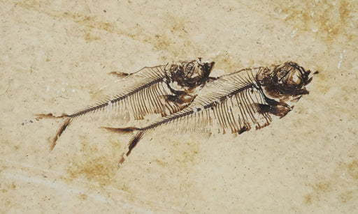 In Stone Fossils 