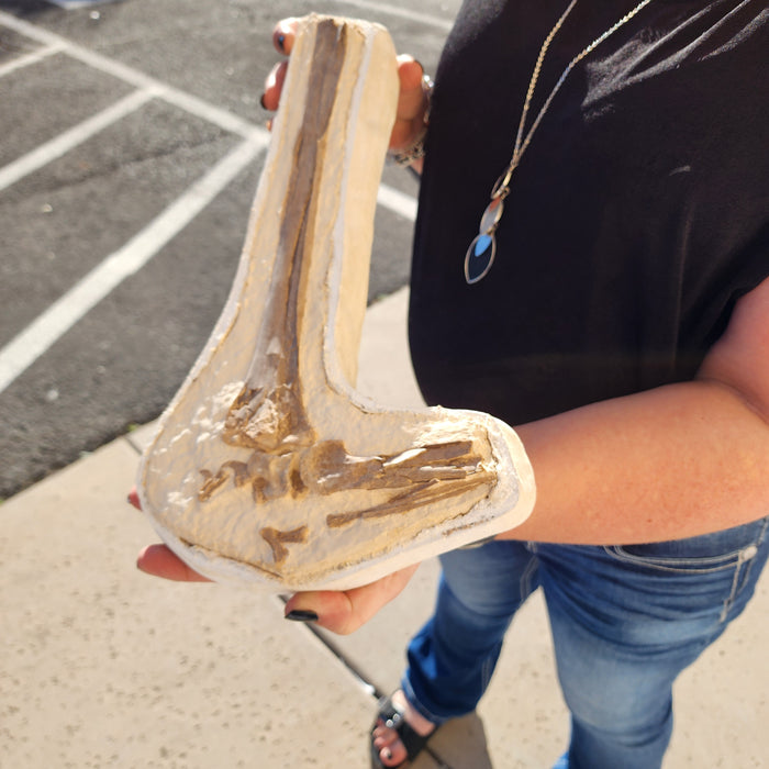 Pteranodon Wing Bone | Grove County, Kansas