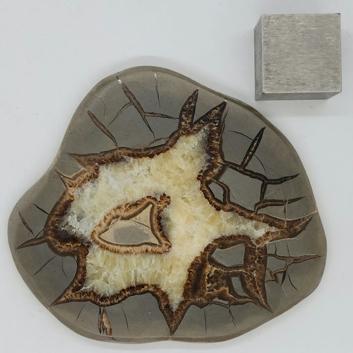 Septarian Nodule Slice