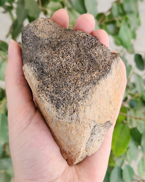 Ceratopsian Dinosaur Bone | Montana