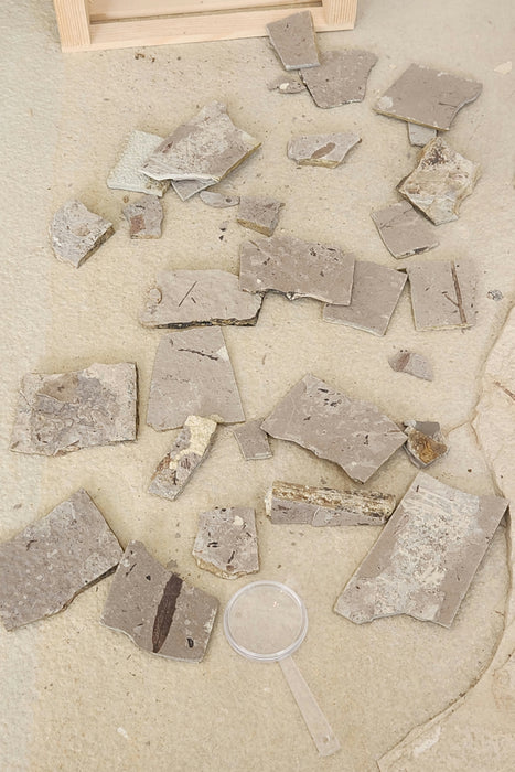 Eocene Experience Kit | Florissant Fossil Quarry | Colorado
