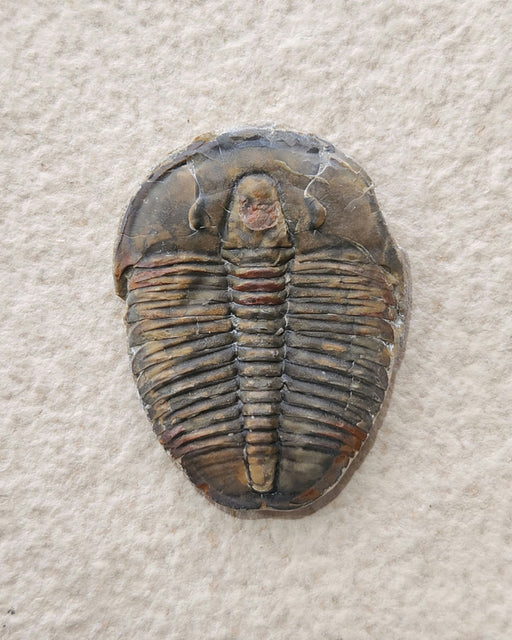 In Stone Fossils 