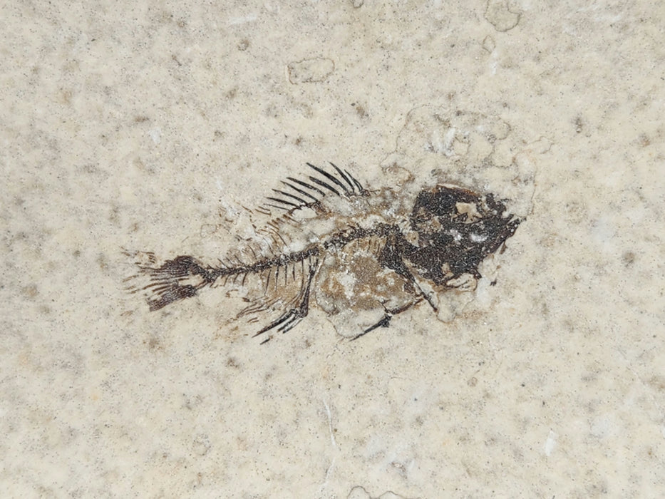 Juvenile Cockerellites liops | Green River Formation | Wyoming