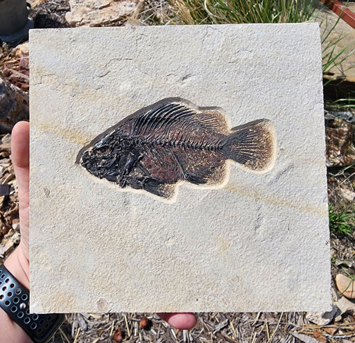 In Stone Fossils 