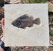 In Stone Fossils 