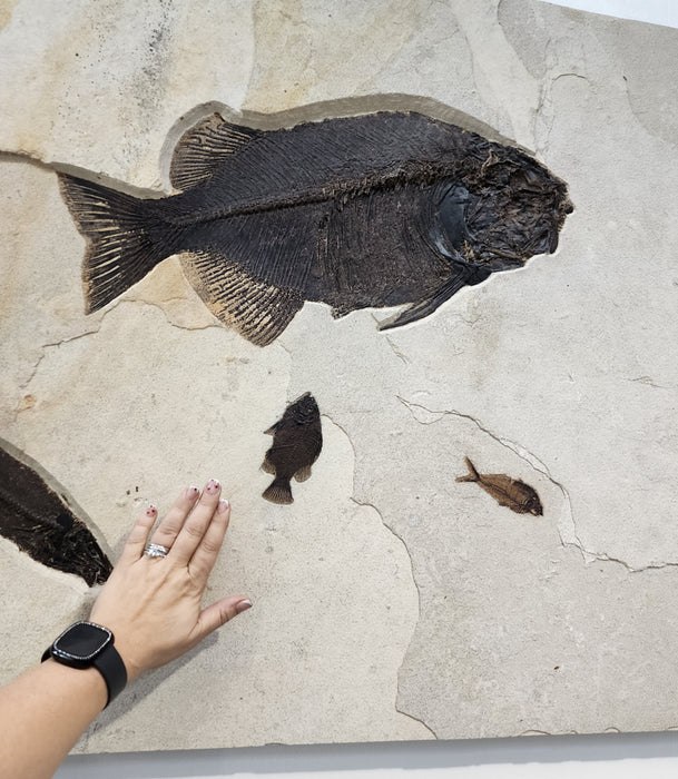 Assorted Fossil Fish Plate | 100% Natural | Green River Formation | Wyoming