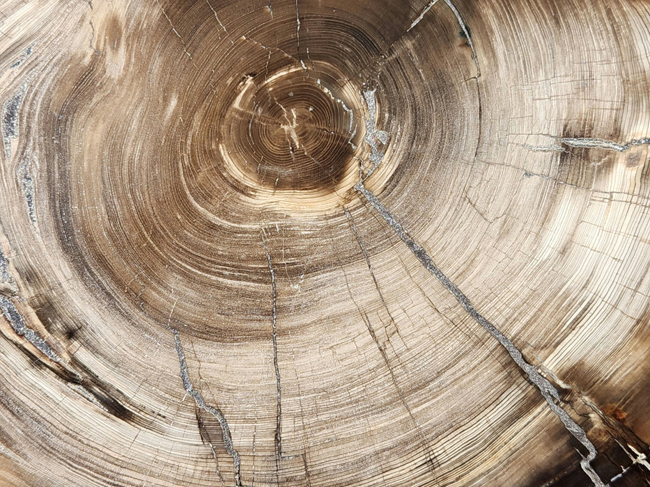 Cedar Wood Slab | Washington
