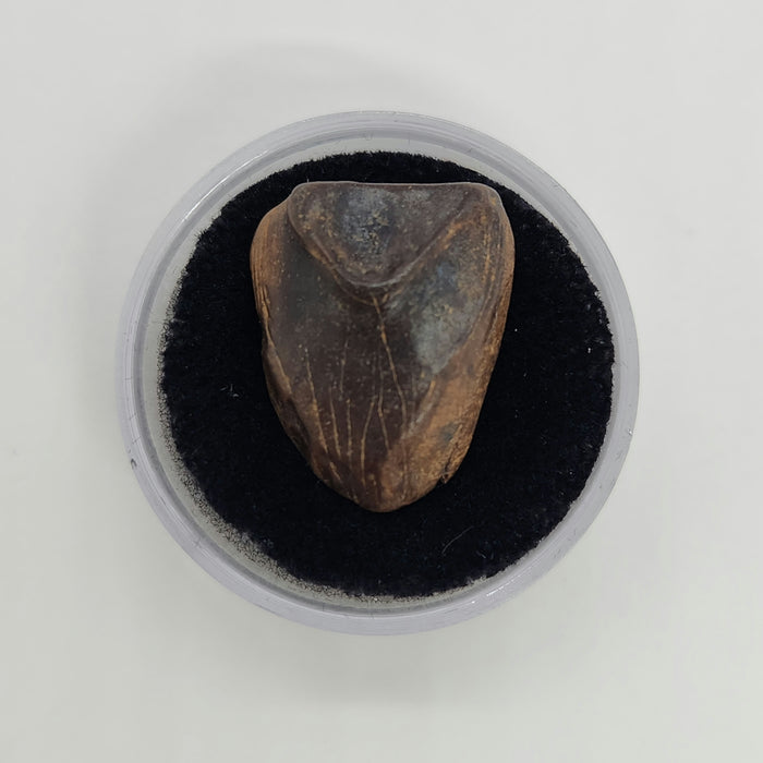 Ceratopsian Tooth | Hell Creek Formation | Montana