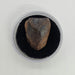 In Stone Fossils 