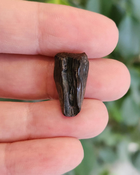 Ceratopsian Tooth | Hell Creek Formation | Montana