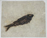 In Stone Fossils 